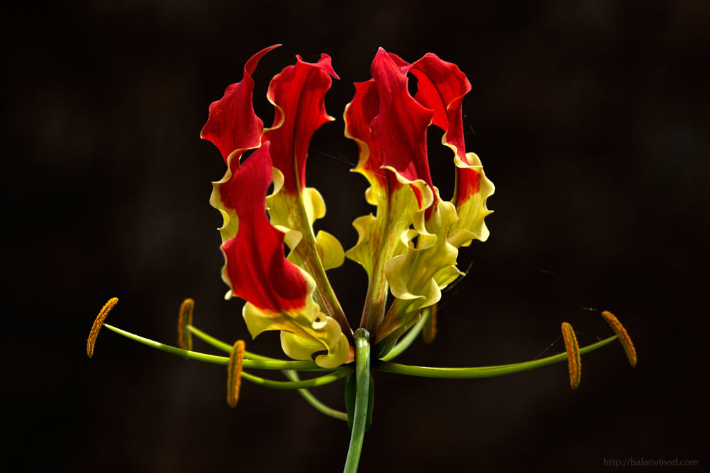 Flame Lily