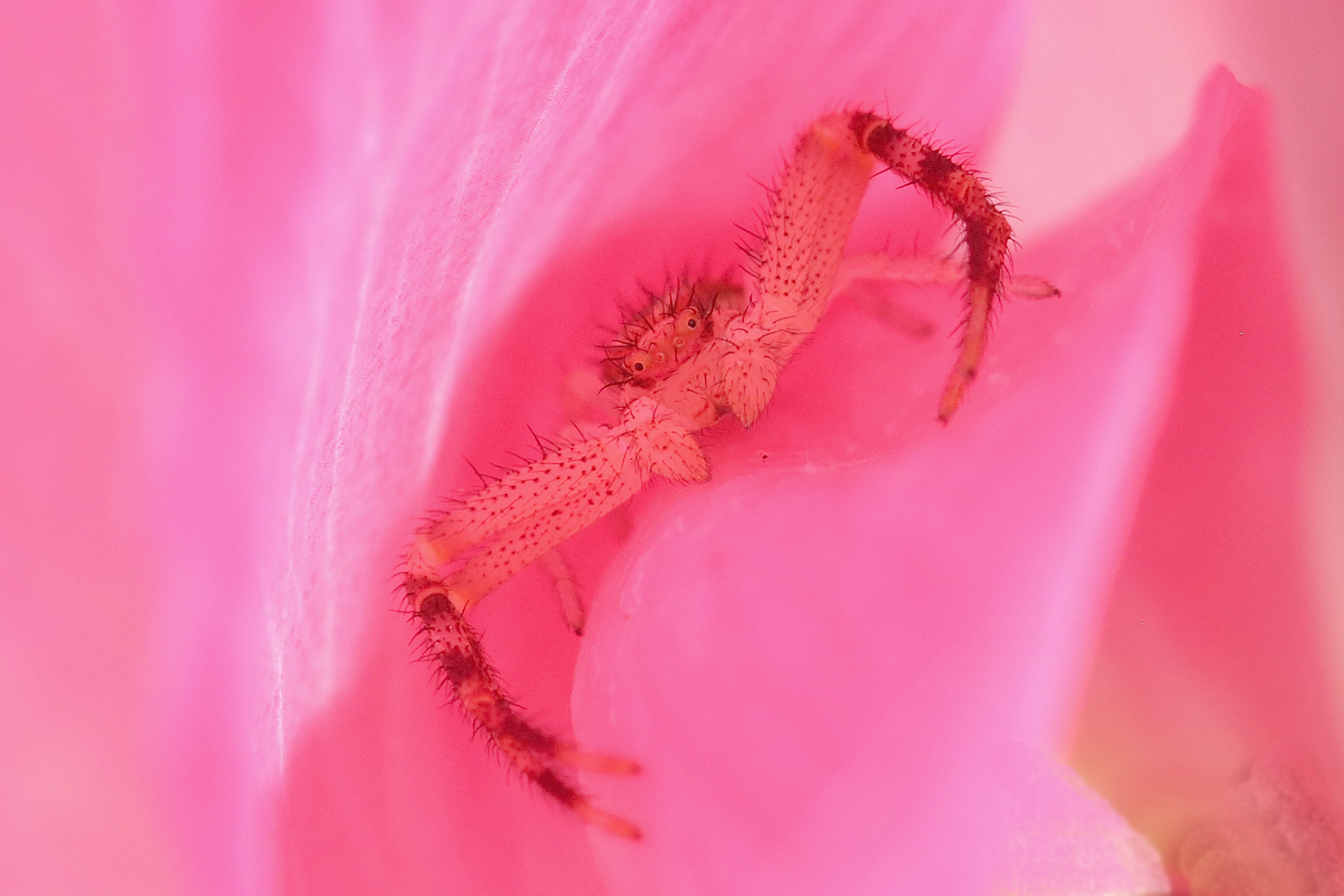 Pretty in pink?