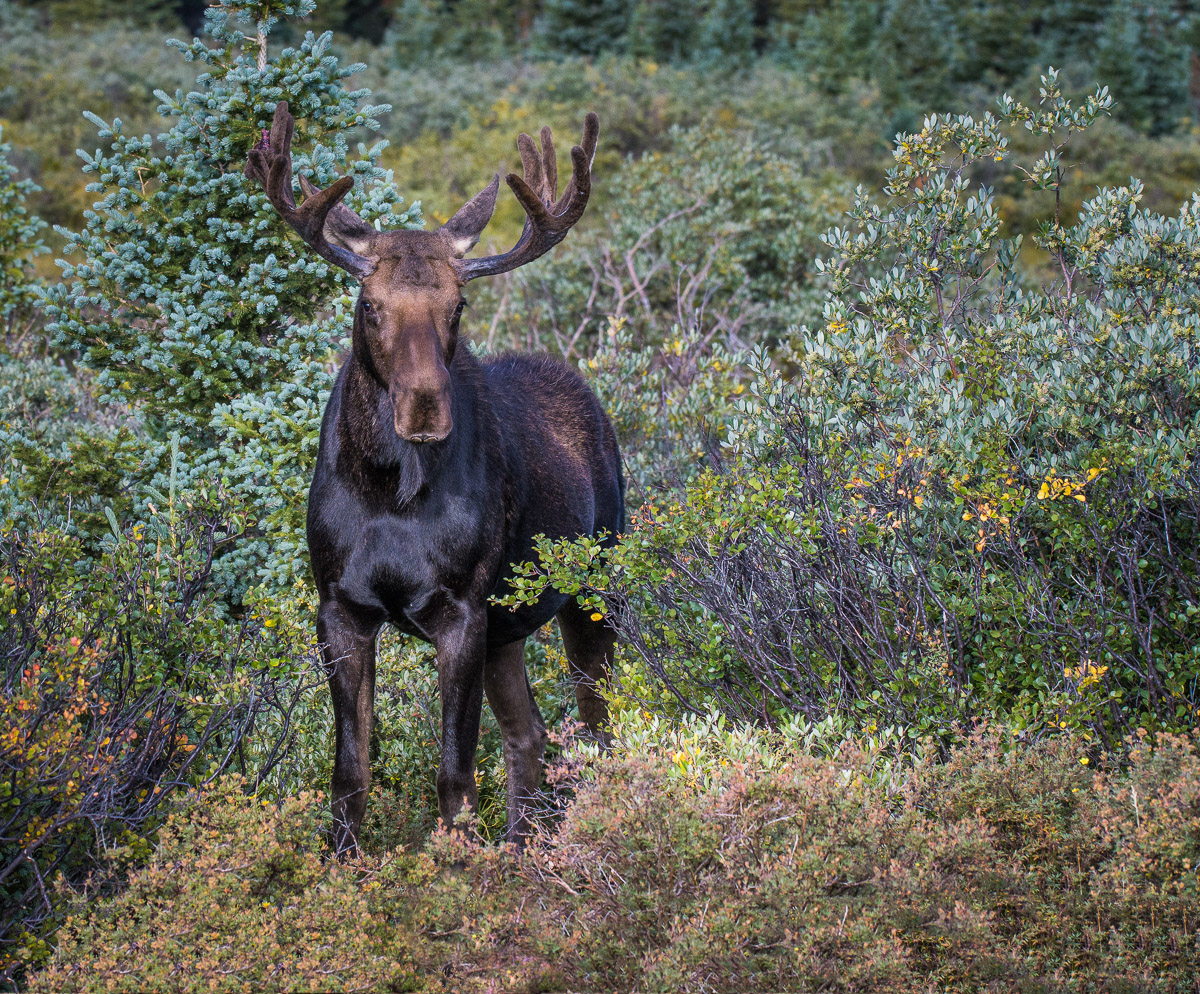 Young Moose