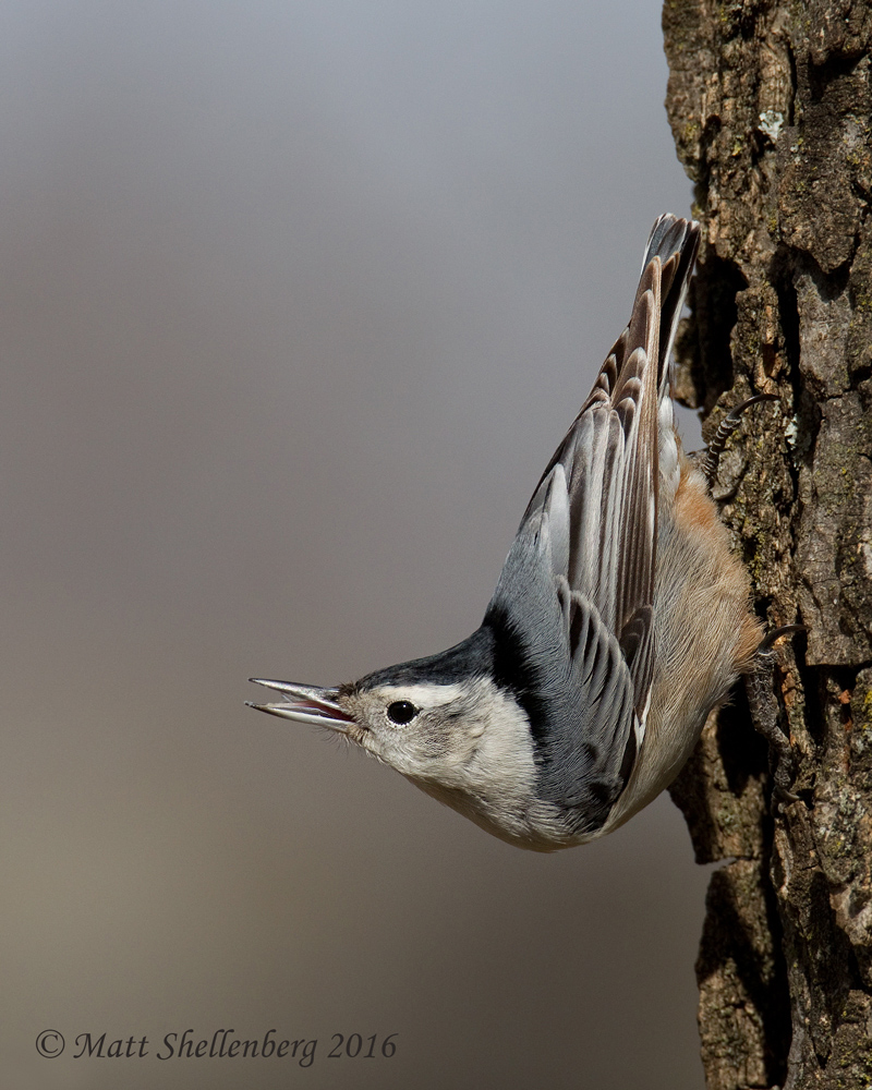 White-breasted Nuthatch