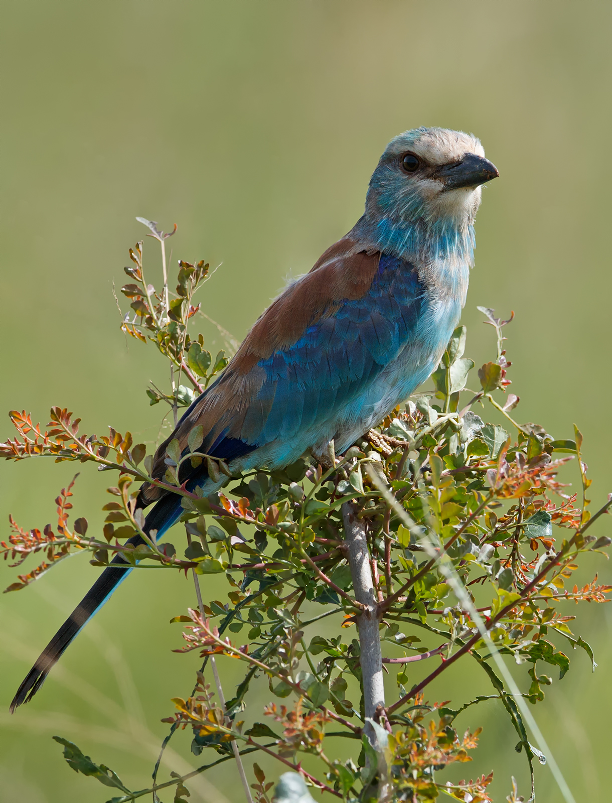 Abyssinian Roller