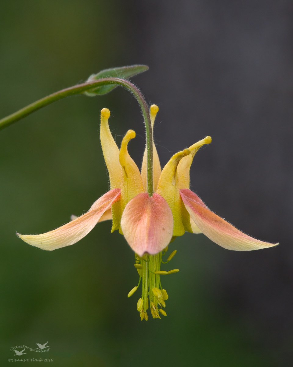 Columbine
