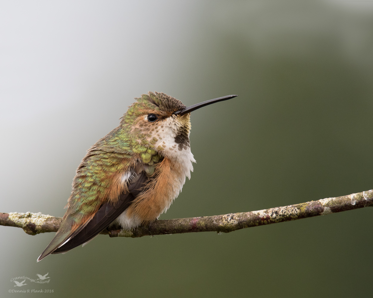 Rufous Hummingbird