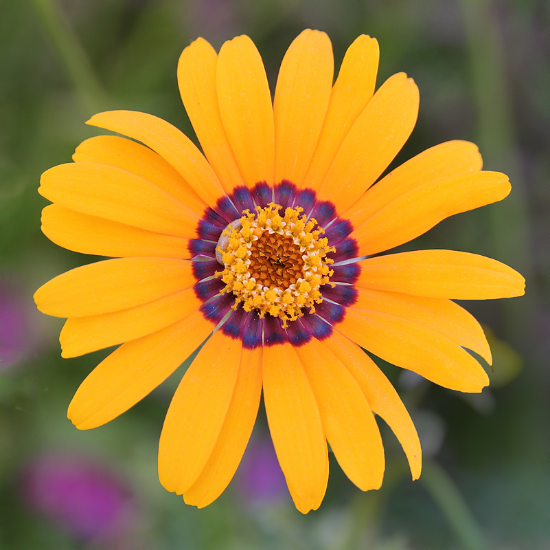 Yellow Flower