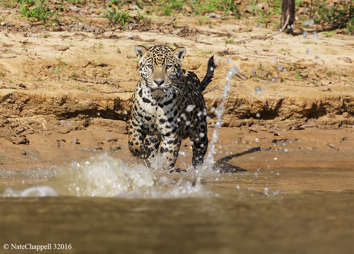 Jaguar Pursuing Caiman