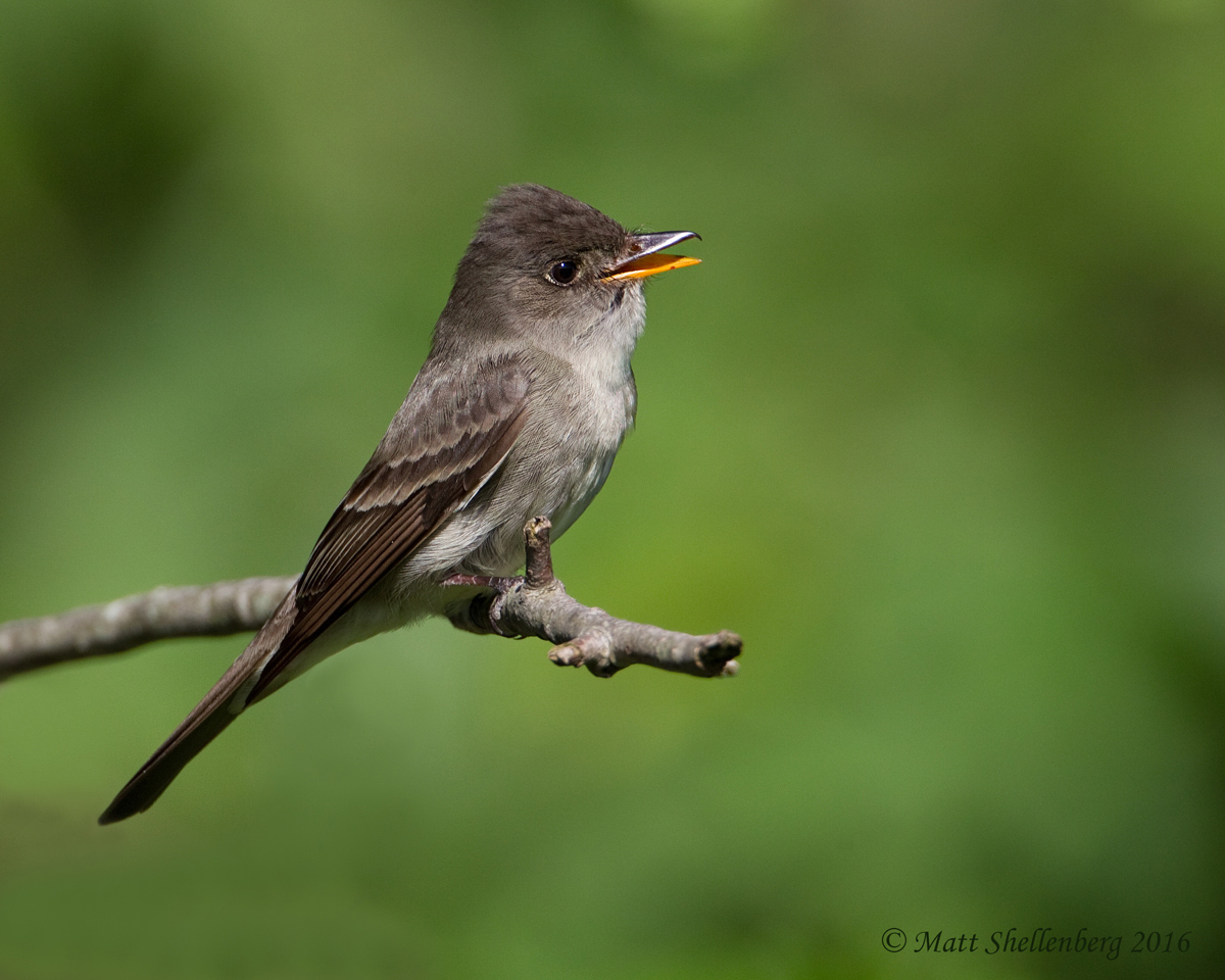 Eastern Wood-Pewee