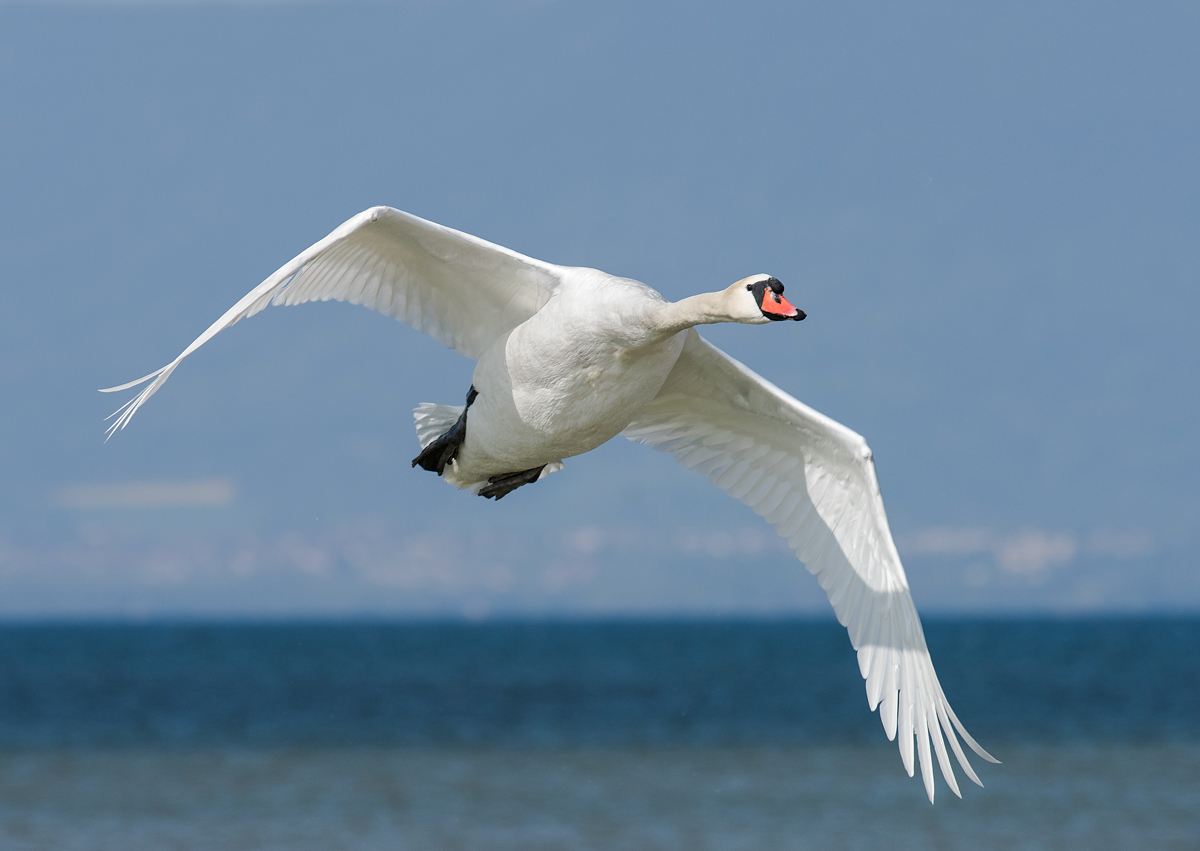 Mute Swan