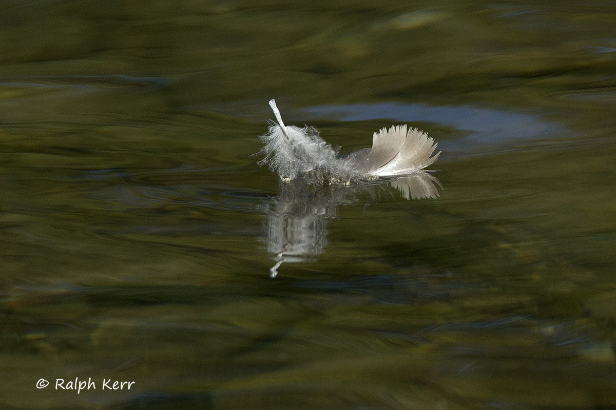 Floating Feather