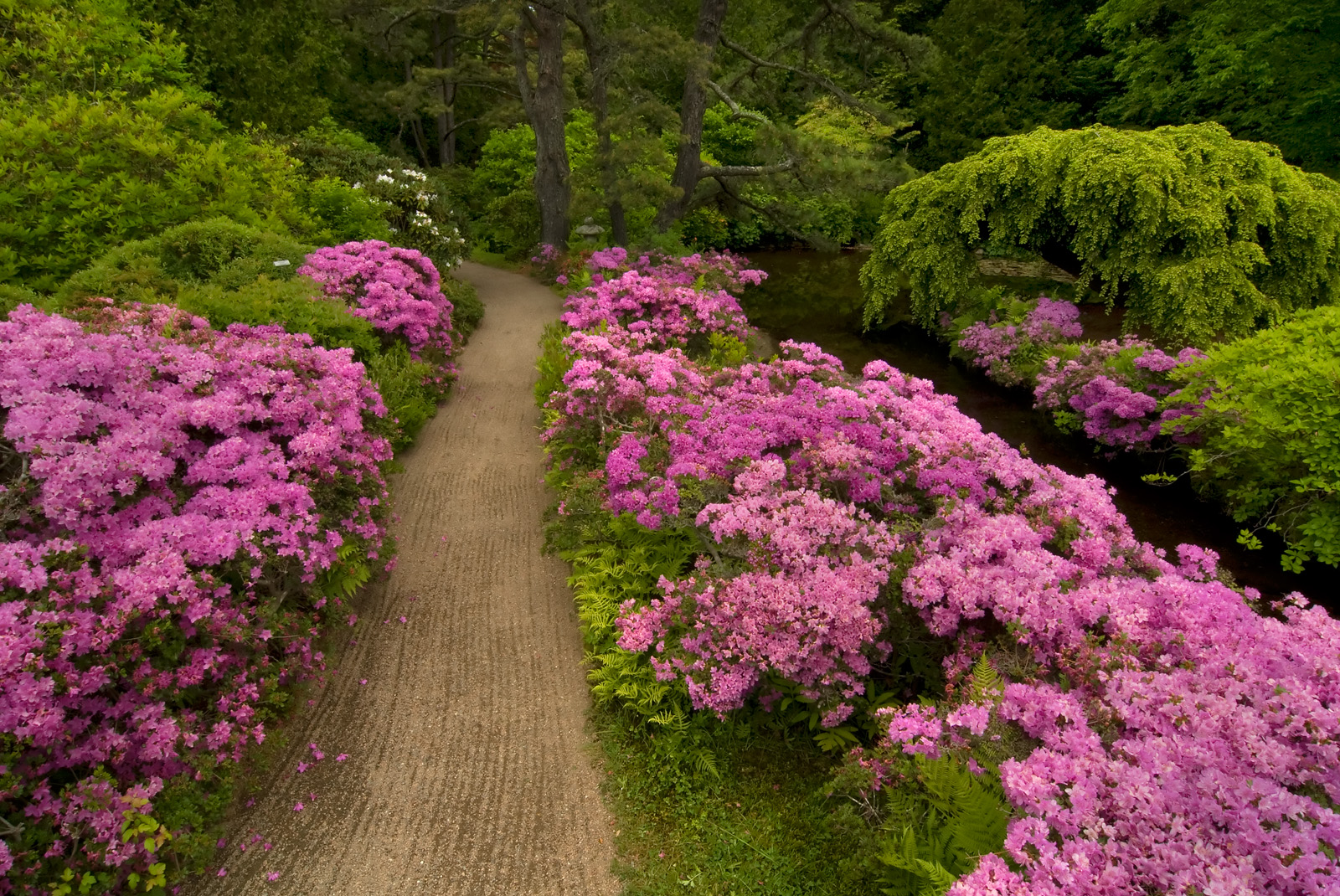Asticou Azalea Garden