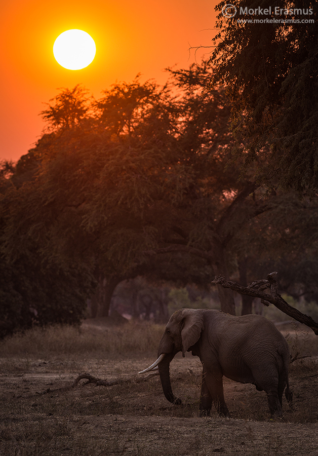Elephantine Dawn