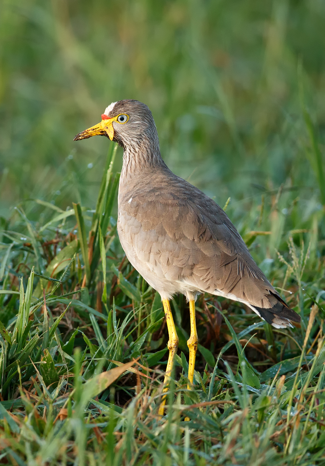 Wattled Plover