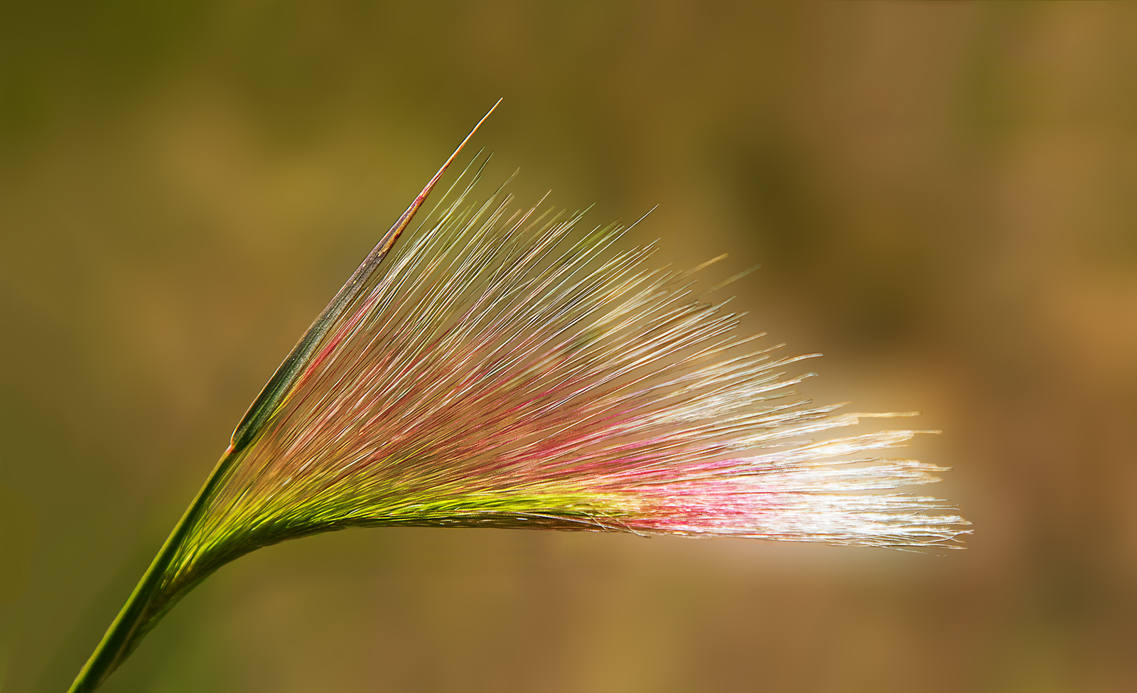 Blade of Grass-reworked