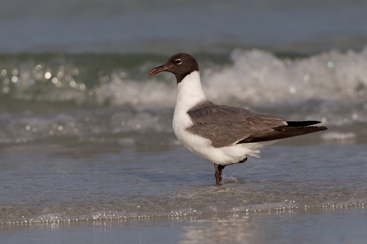 Laughing Gull