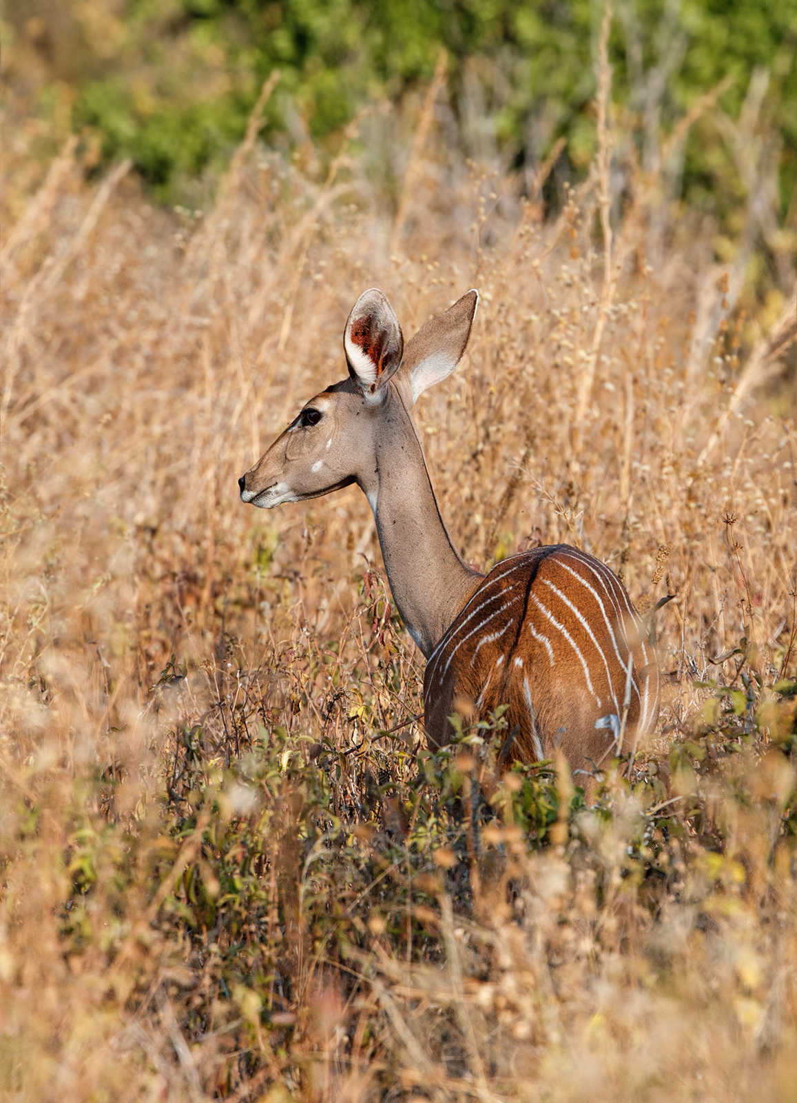 Female Lesser Kudu