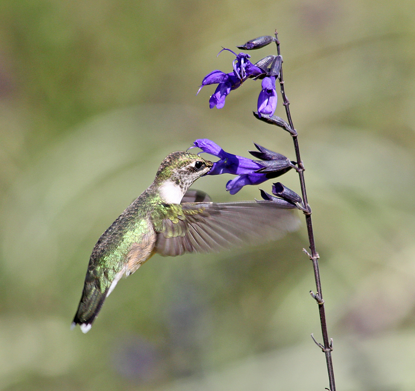Hummingbird & repost