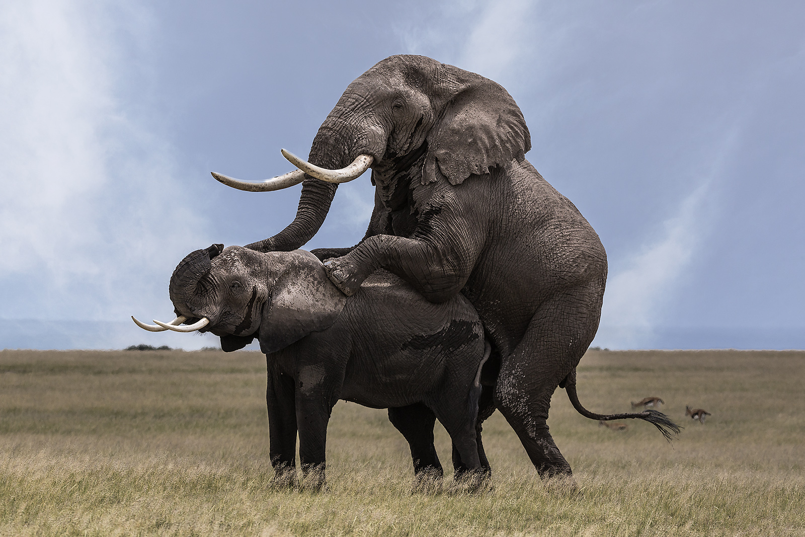 Elephant mating 3