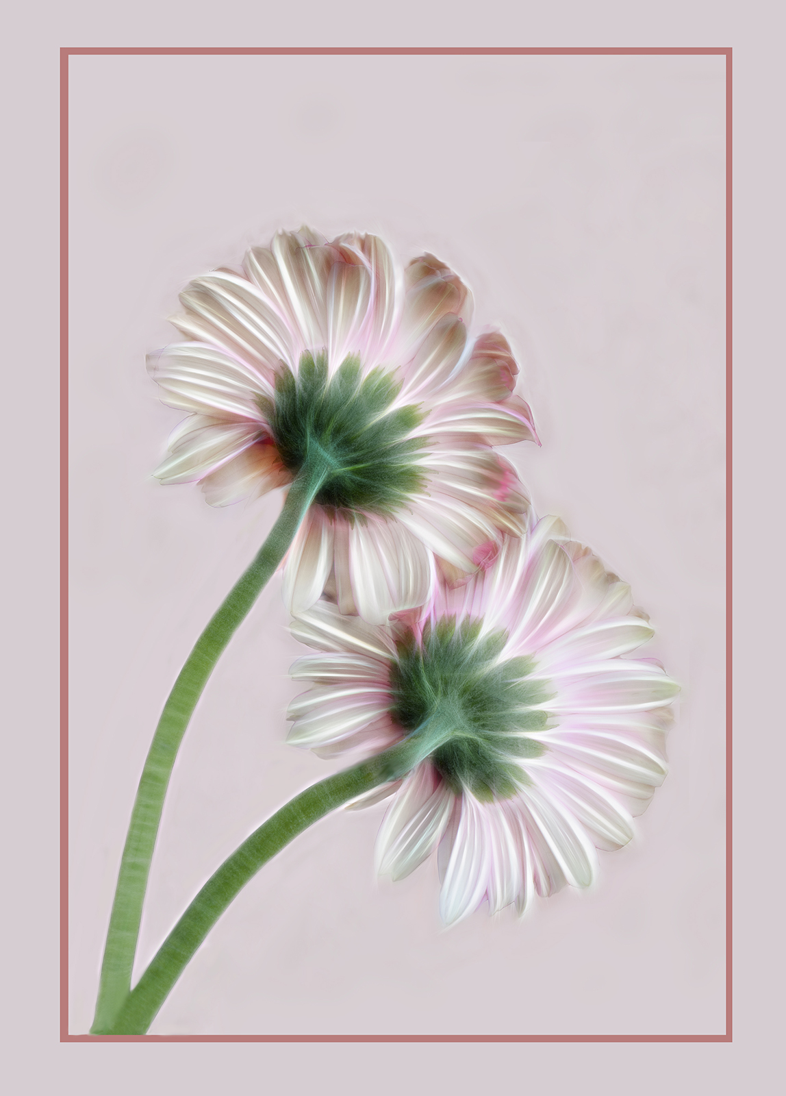 Gerberas
