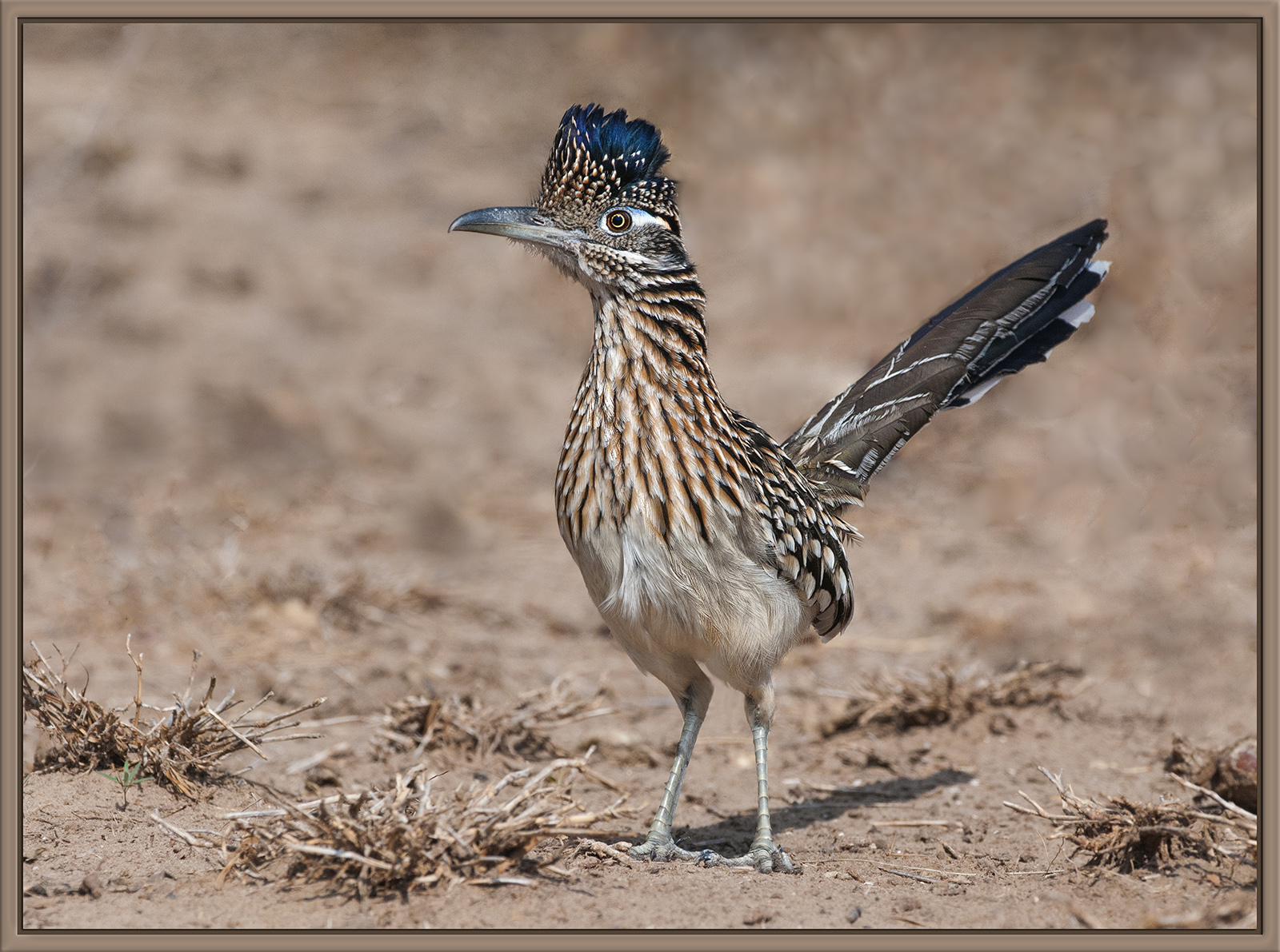 RoadRunner
