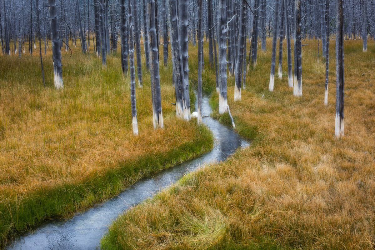 Ghost Forest