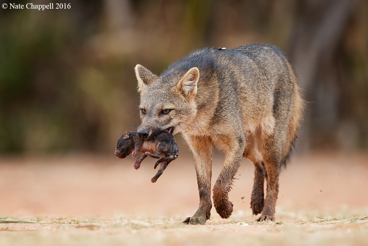 Fox Carrying Kit