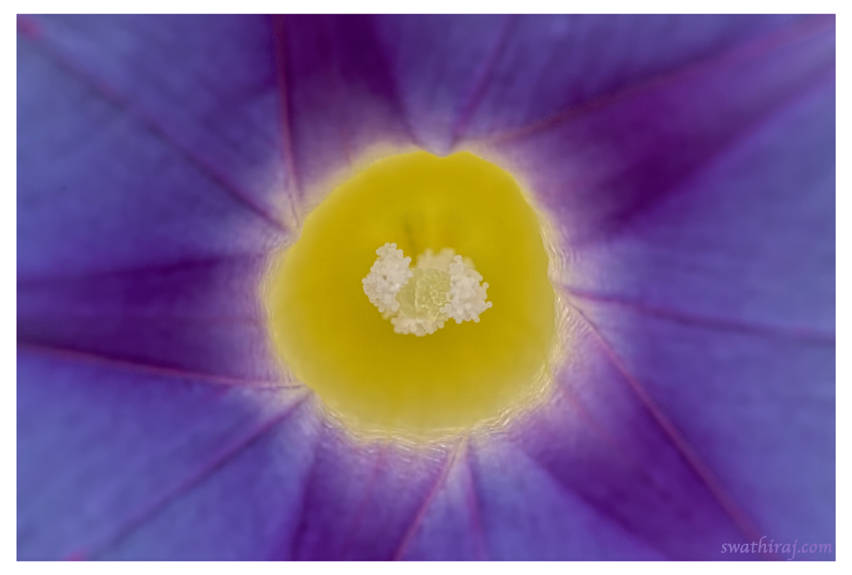 Wild Beauty - Abstract