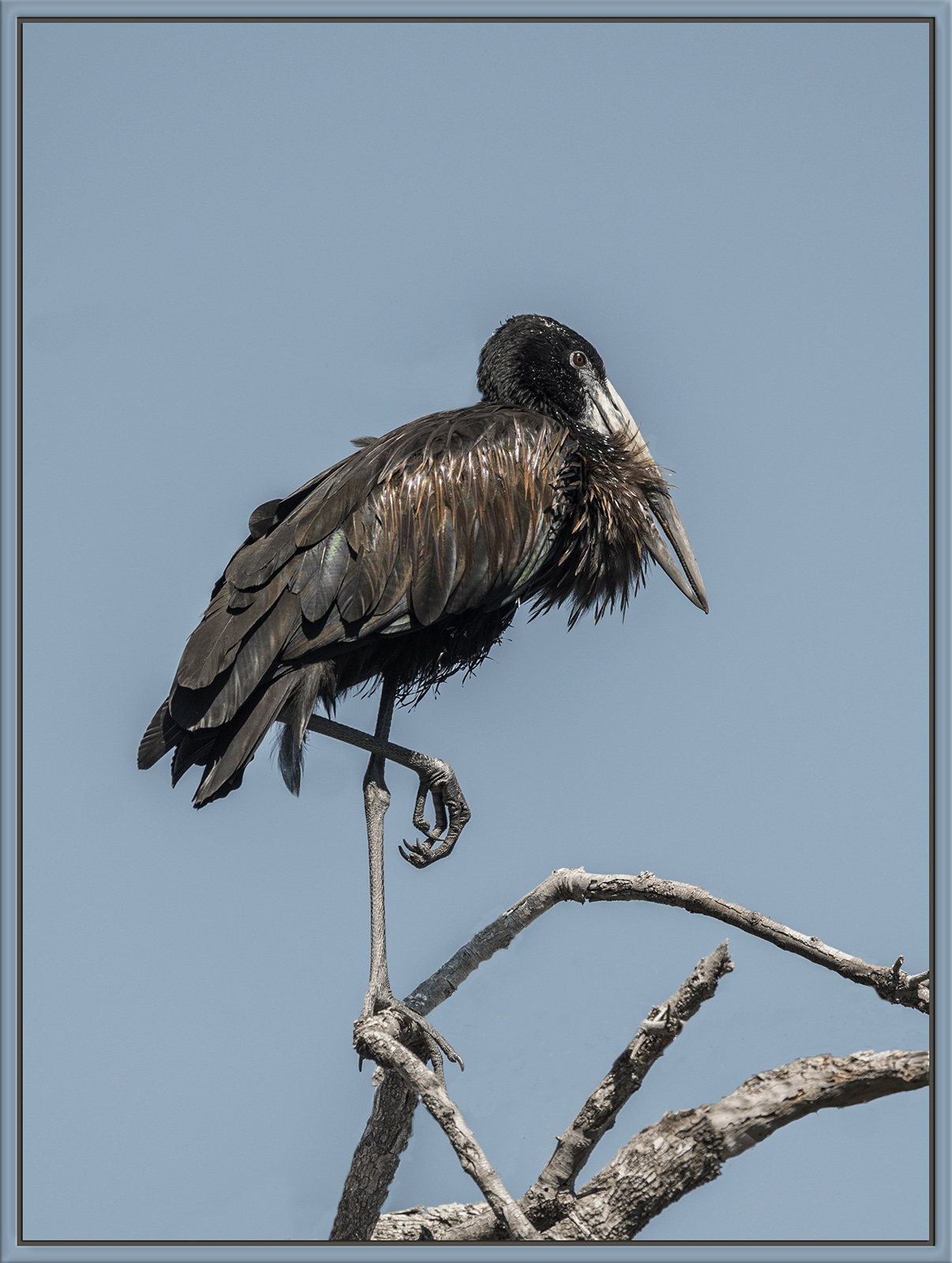 African Open-Bill