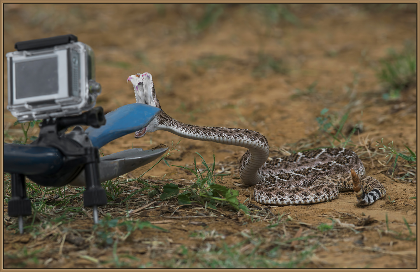 That 500mm rattler...