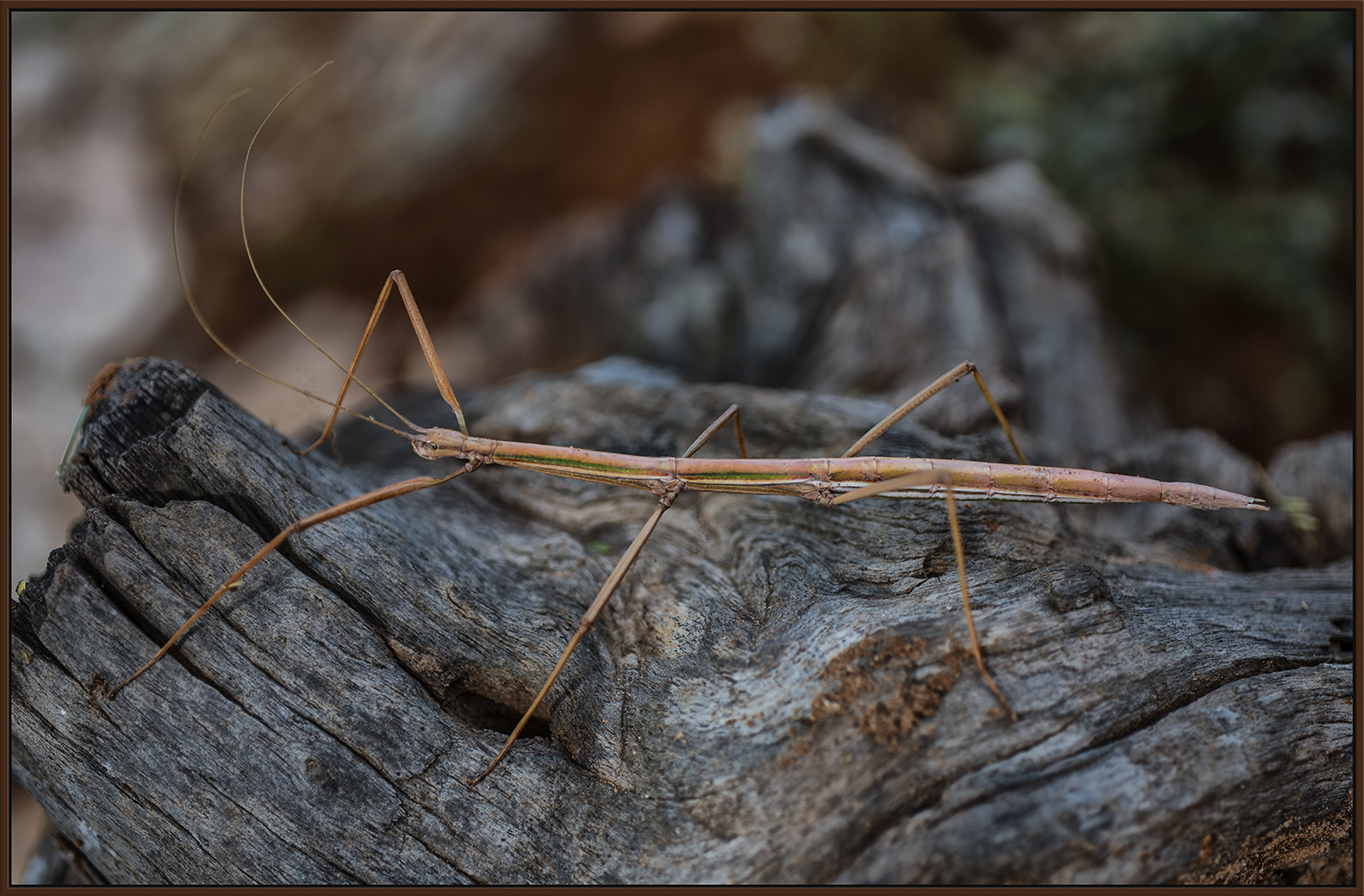 Walking Stick