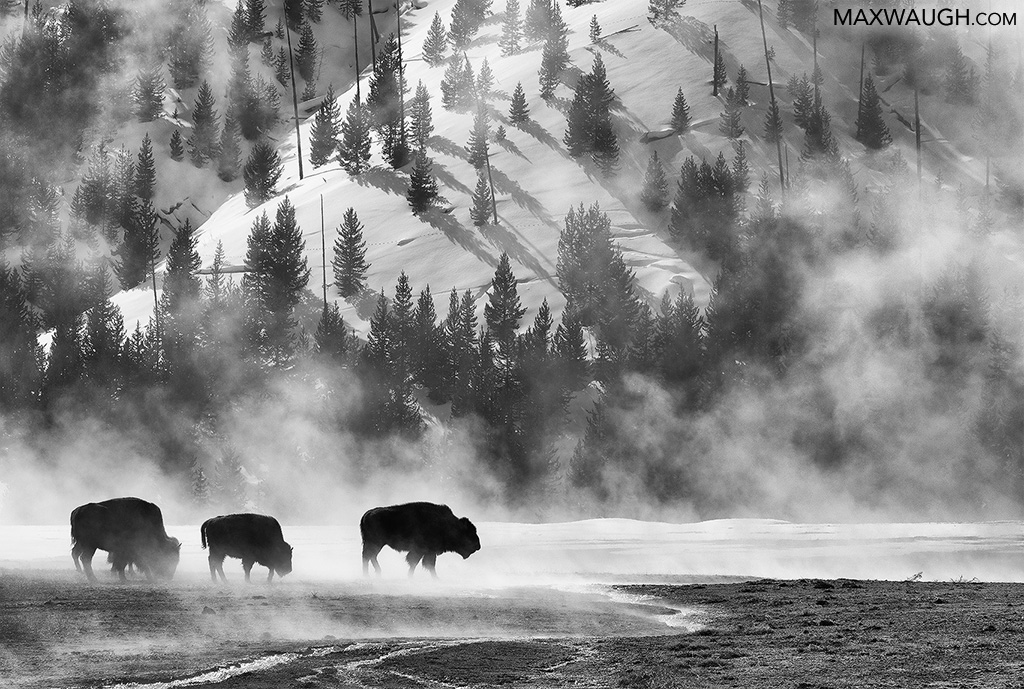 Winter Bison