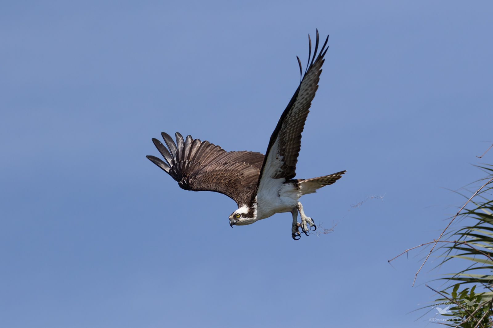 Osprey