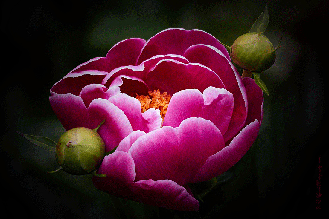 Peony