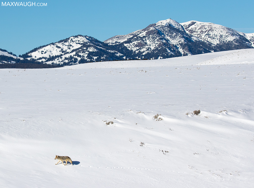 Coyote in Hayden Valley