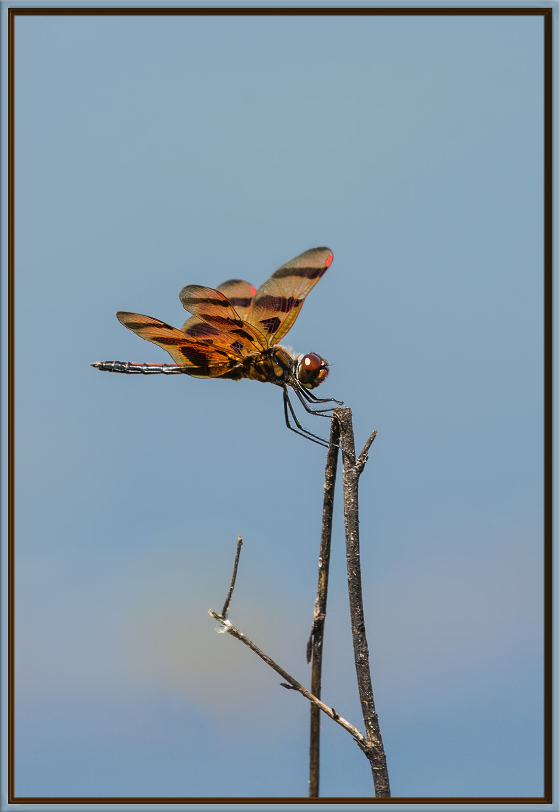 Dragonfly