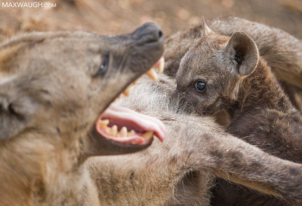 Nursing Hyena