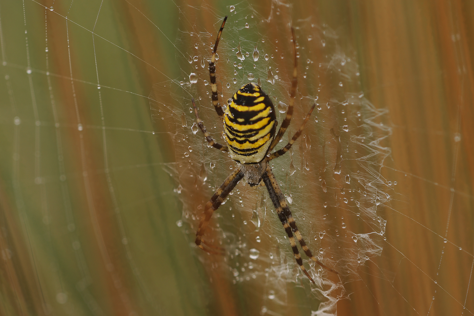 Argiope bruennichi