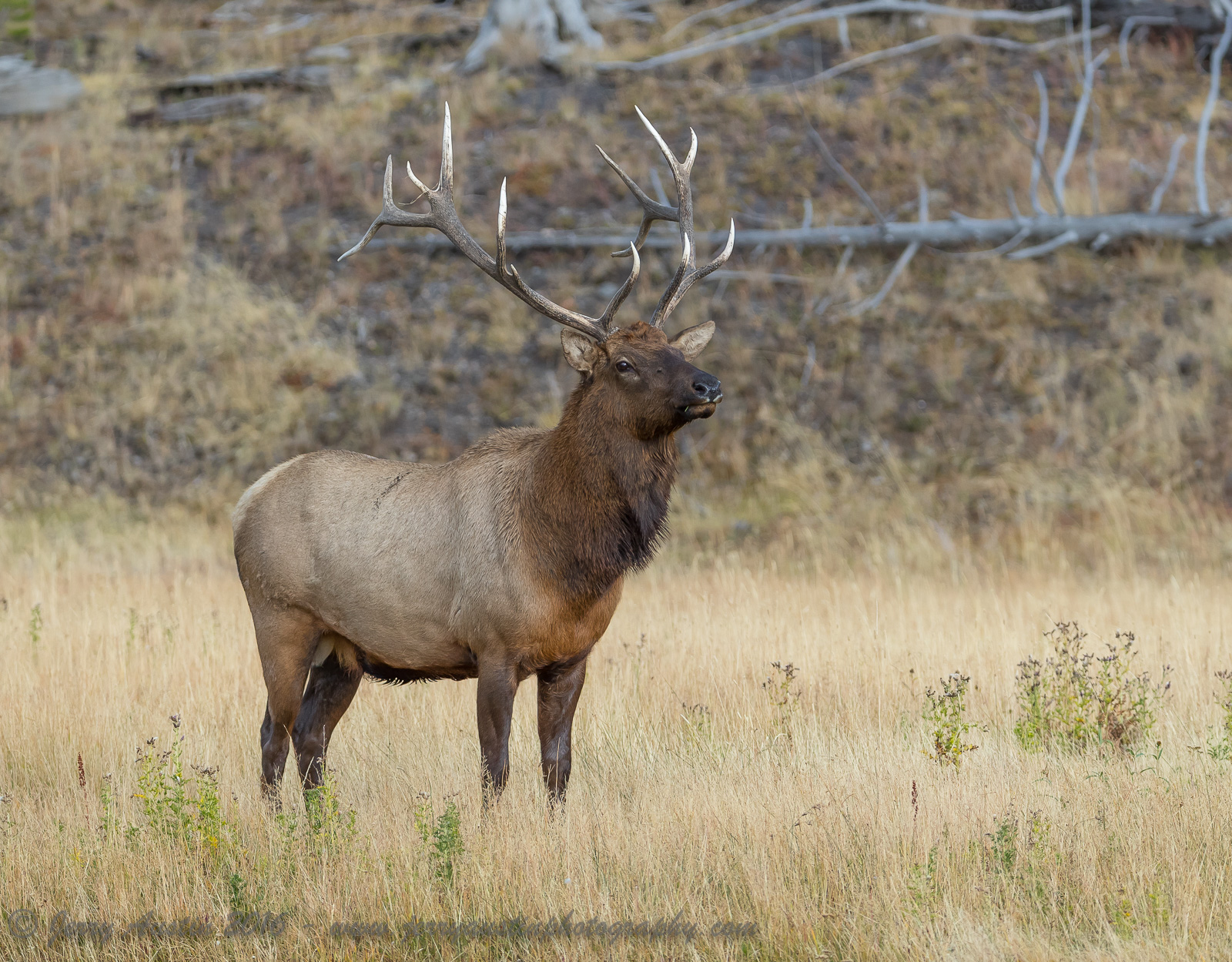 Madison River Bull