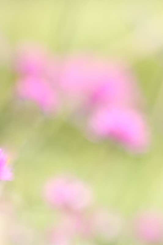 Pink and Green