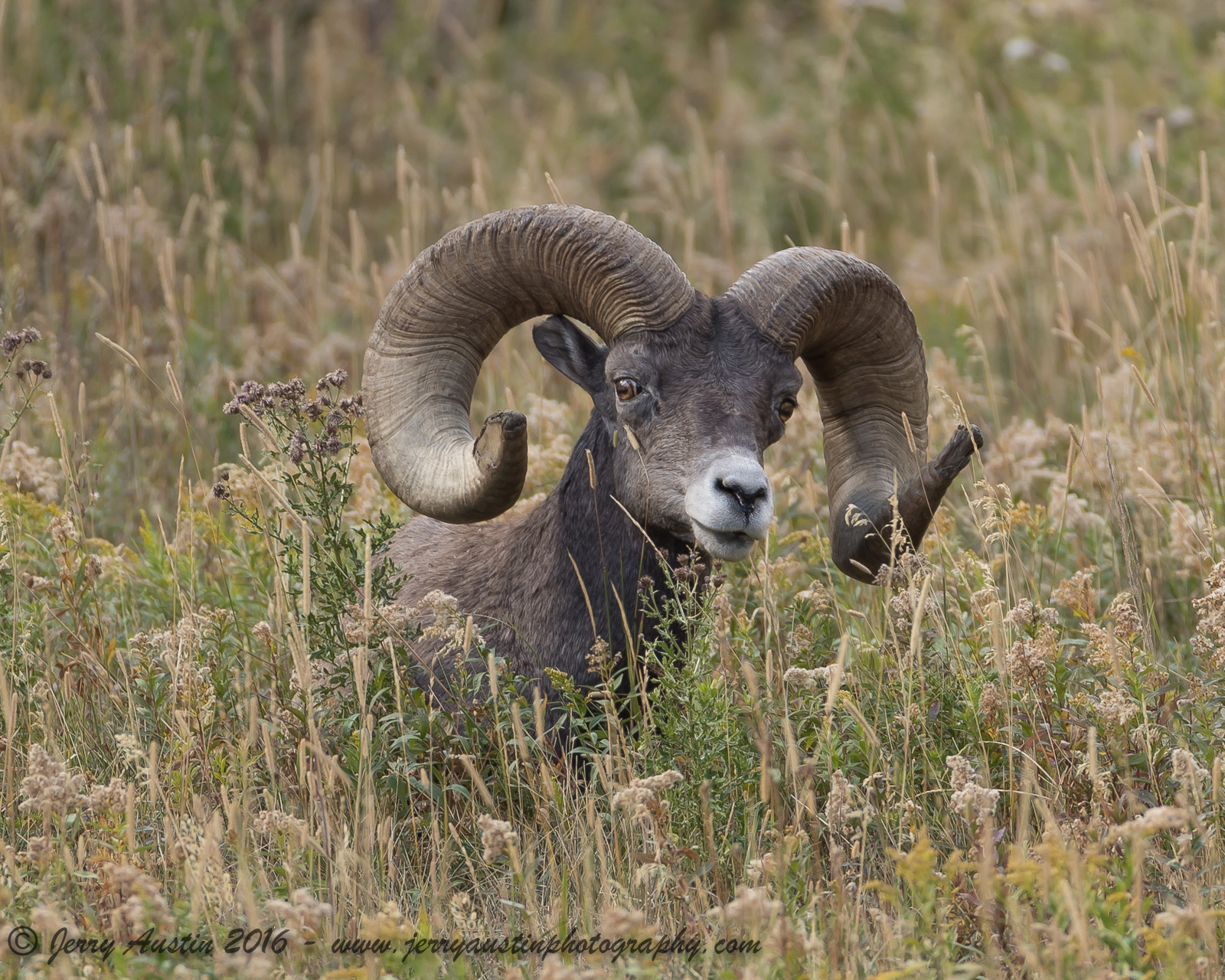 Yellowstone Bighorn 2