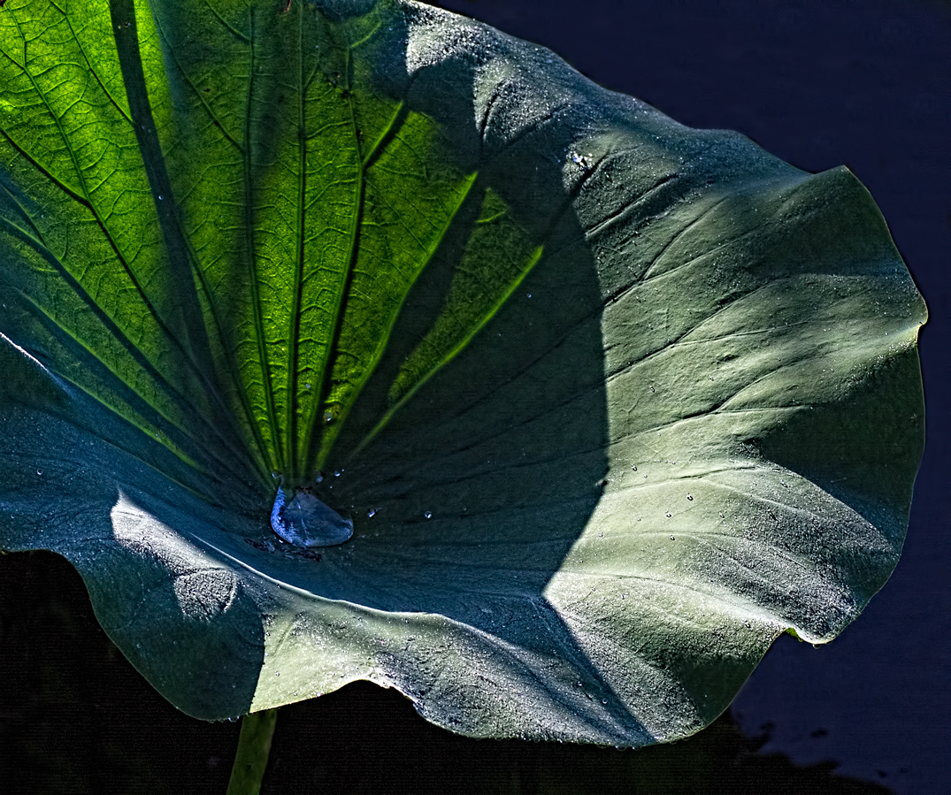 American Lotus Pad