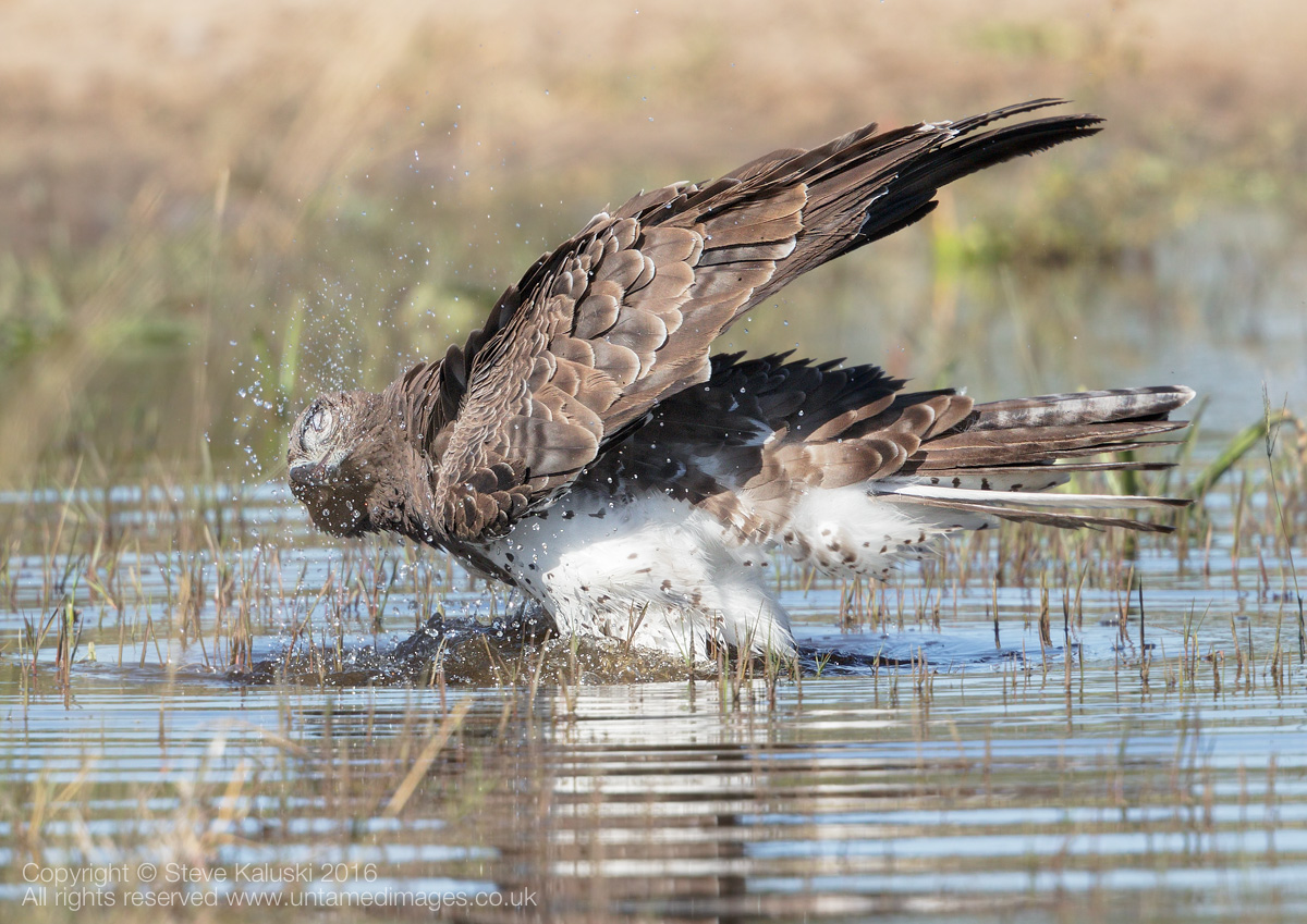 Bathing - Martial Eagle