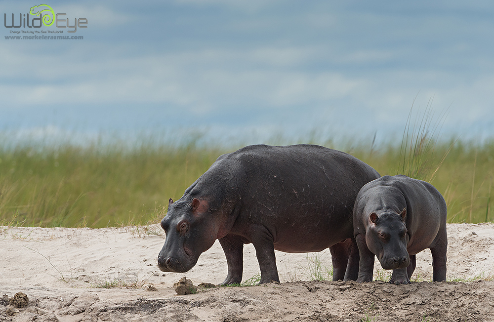 Hippo Dozers