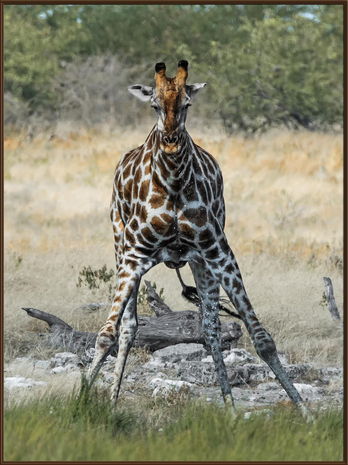 Giraffe at Watering Hole