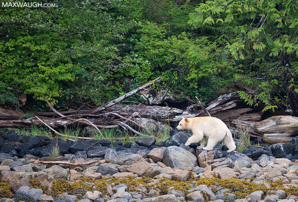 Spirit Bear