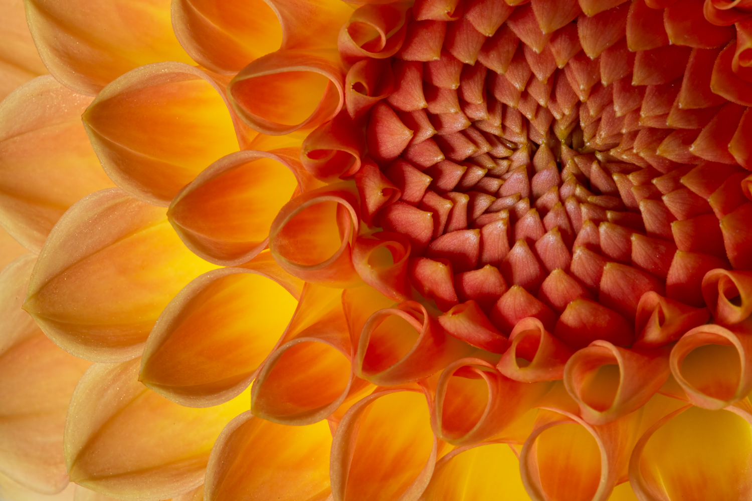 Dahlia II