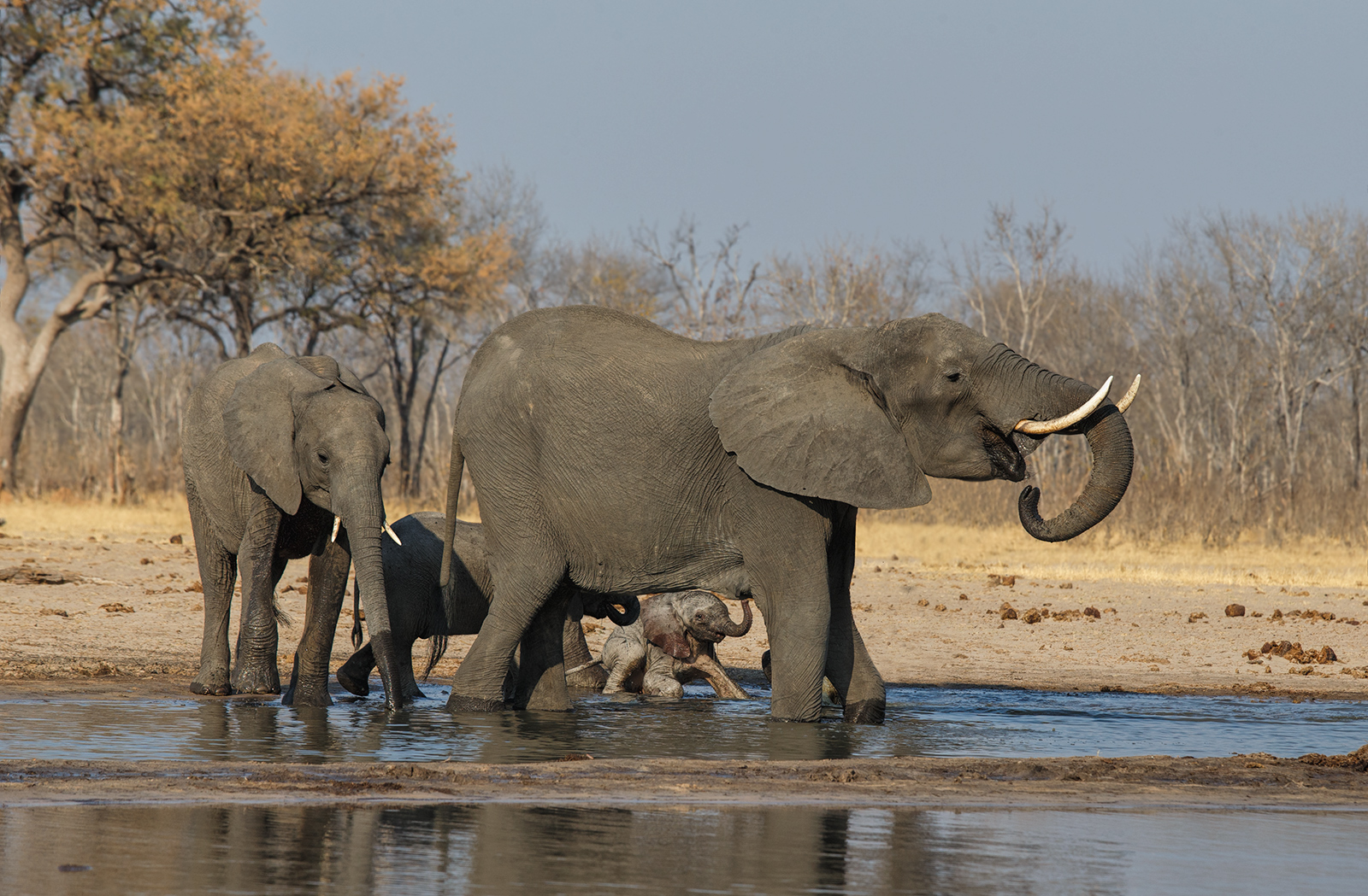Thirsty Elephants