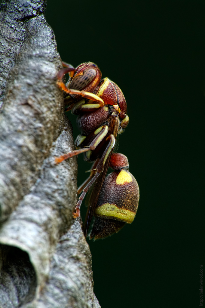 Paper Wasp