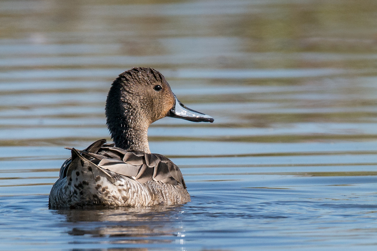 Drake Pintail