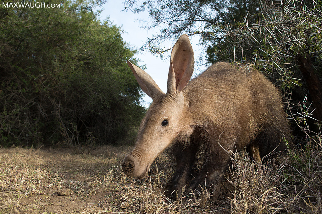 Aardvark