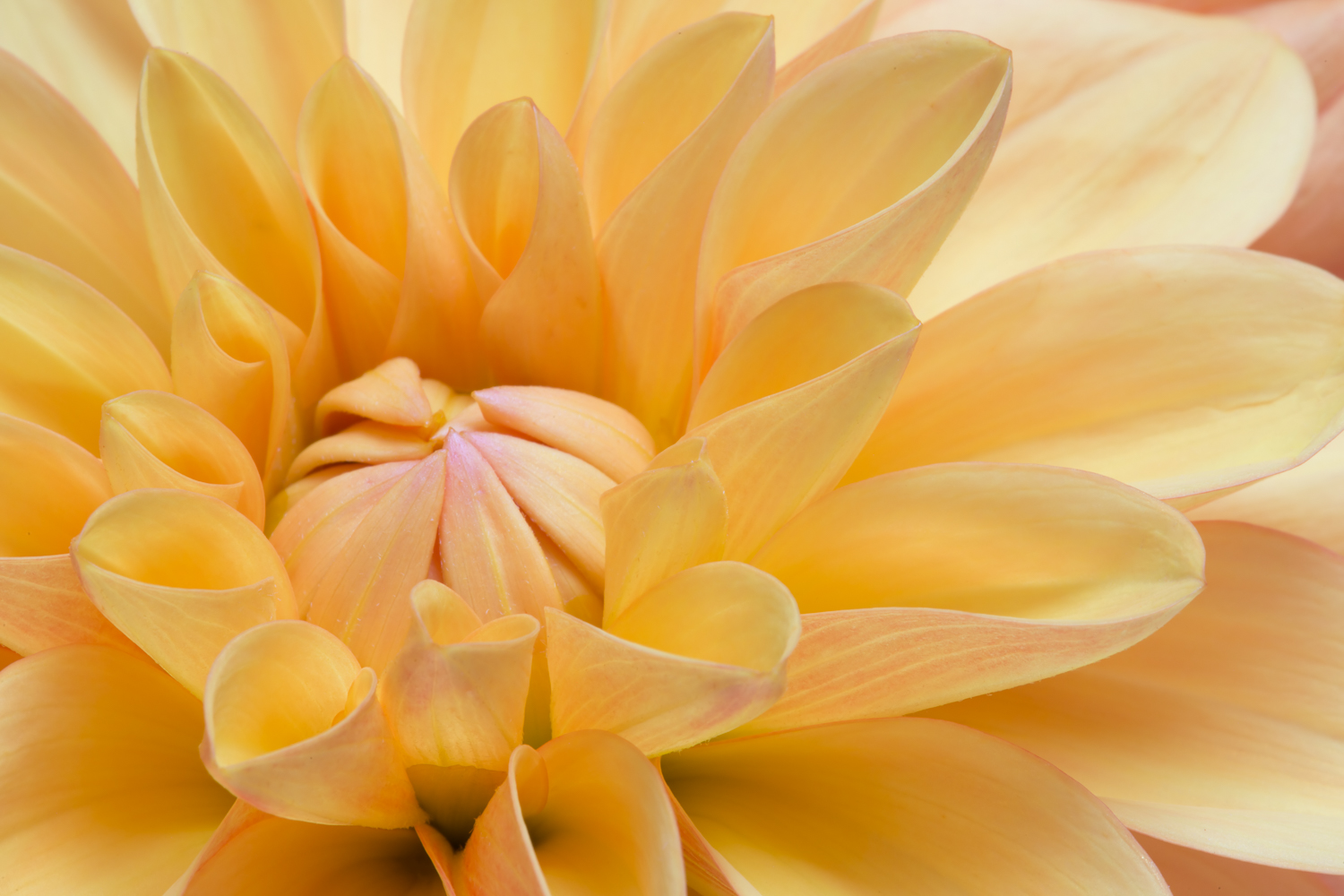 Last Dahlia