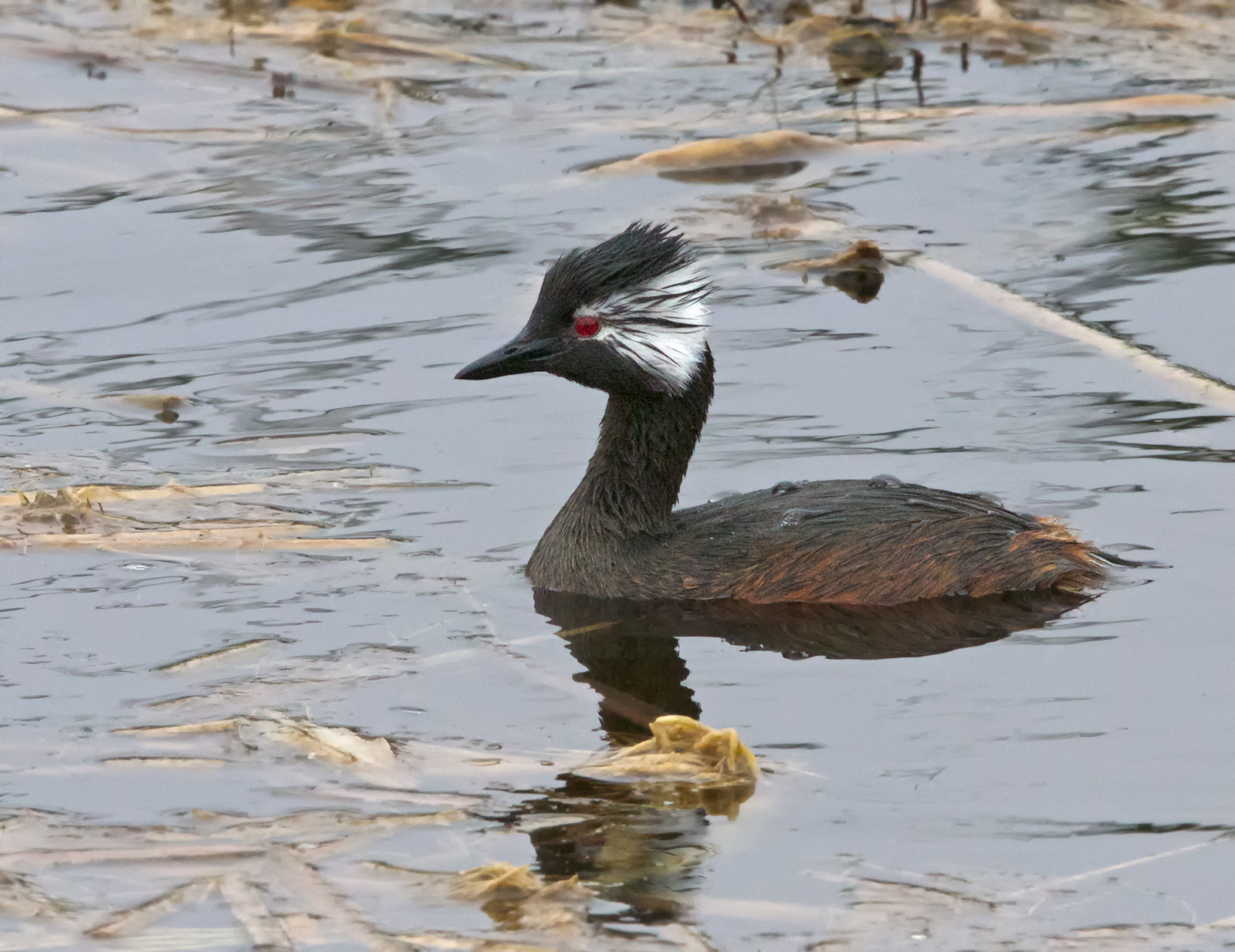 Tufted Grebe